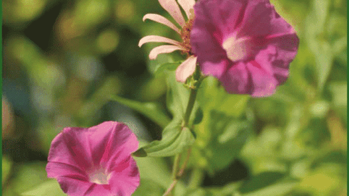 今年の様な酷暑の中でも、「アサガオ」の花が毎日の様に咲き続けて・・・
