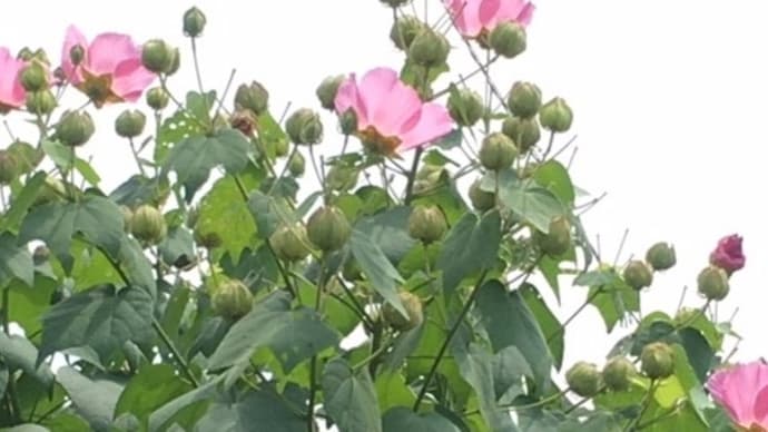 おくらの春巻き☆九月の連休の計画