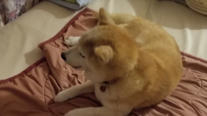 パパと朝散歩