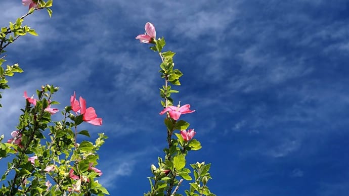 ★信州スカイパークにて花や広い空（３）　2023