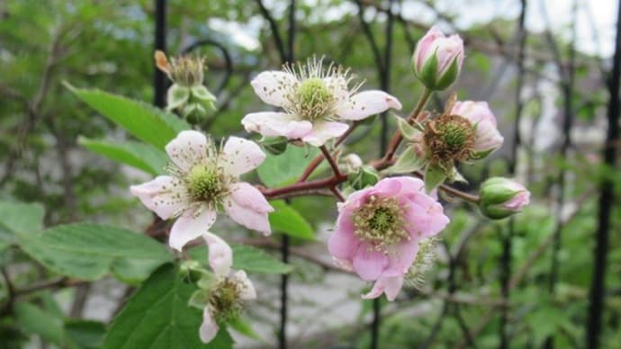 ブラックベリーの花