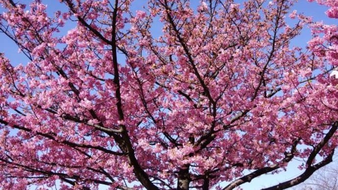 2024年 2月24日(土)の「墨田区立旧中川水辺公園」と「都立汐入公園」(2)
