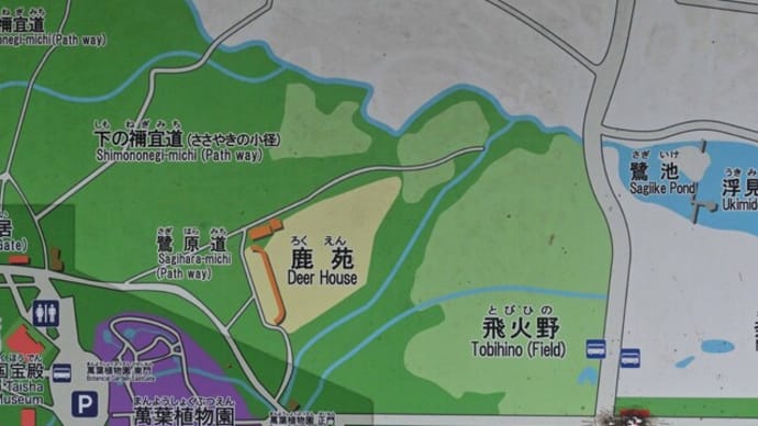 春日大社鷺原道 巨木