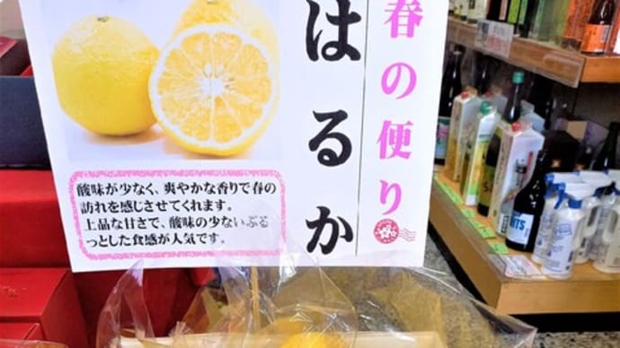 春の便り!はるか入荷開始です。