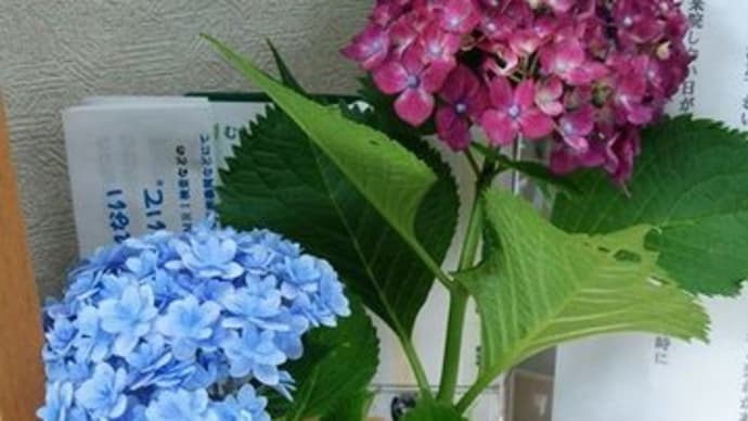 1月8日:月曜日(成人の日)は、午前8時から12時の受付です。