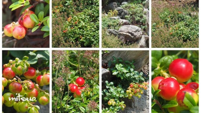 「苔桃の実が鳴りました」 MY GARDEN 2024.07.16日撮影