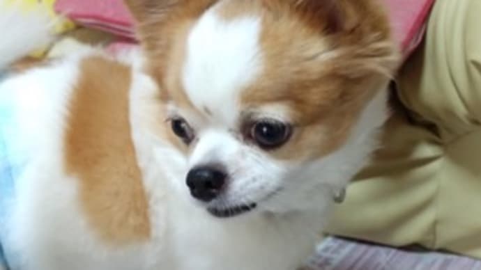 彼岸の入り