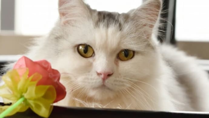 初夏の猫さん健康注意報