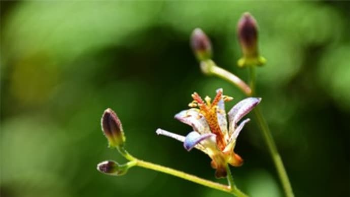 季節感狂ってる?