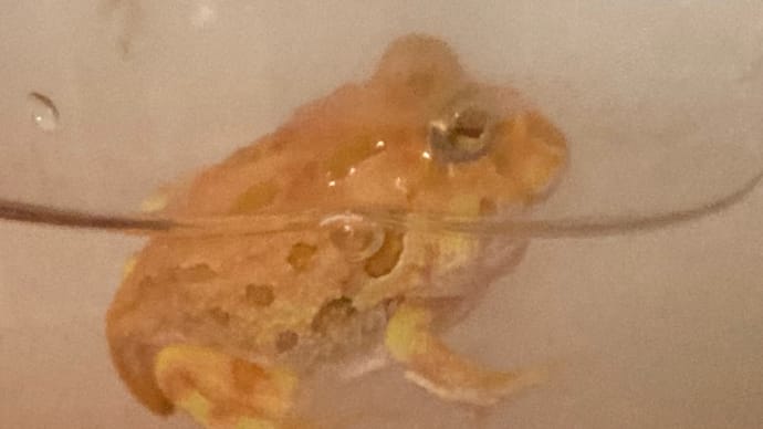 Gooブログ Goo Blog ハッシュタグ クランウェルツノガエル