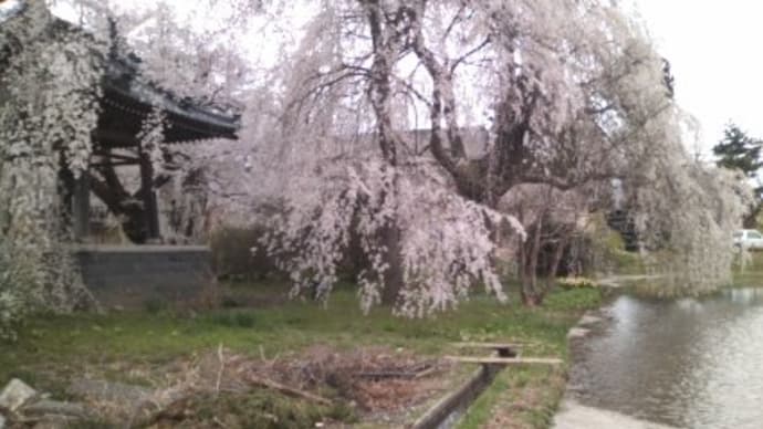 松本市安養寺のしだれ桜