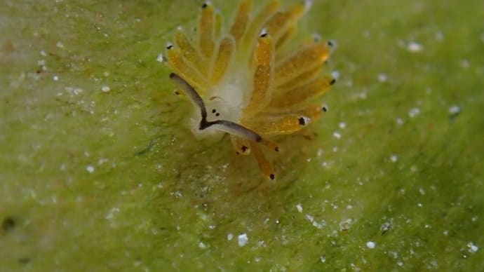 モウミウシに癒されて!!、11月中旬の海。☆