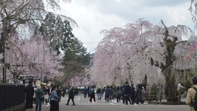 みちのくの小京都角館の桜（2）