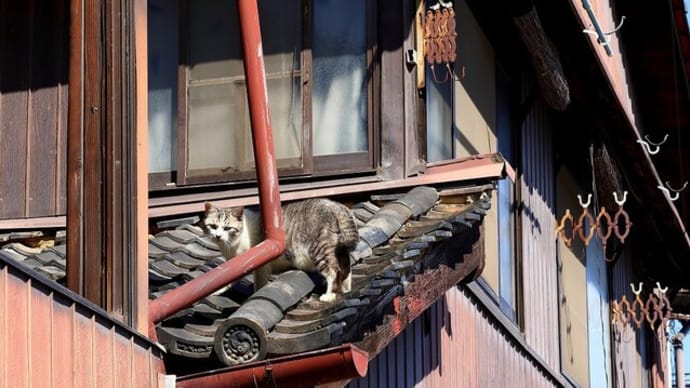 坂の街の猫たち 2025年2月 その1