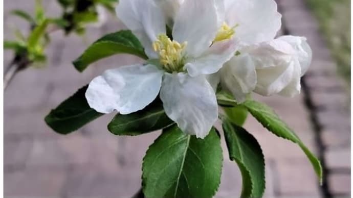 りんごの花が咲きました~♡