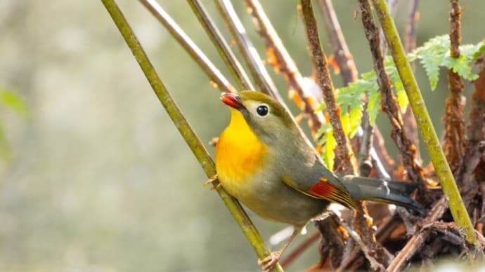 ソウシチョウ、オオルリ他 久しぶりの投稿
