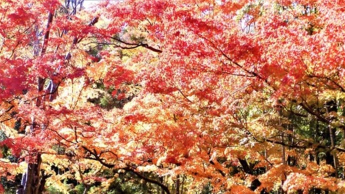 ２０２２・１１・９　ながの百景。象山神社。山寺常山邸の庭園。真田十万石ご城下も秋色に染まる。