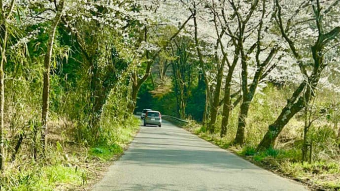 栃木県栃木市 太山寺の枝垂れ桜