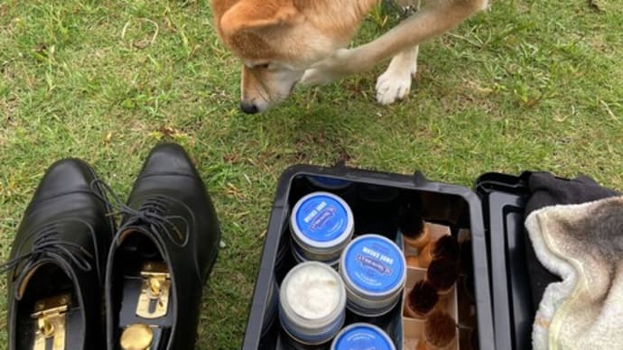 柴犬を見ながら靴磨き