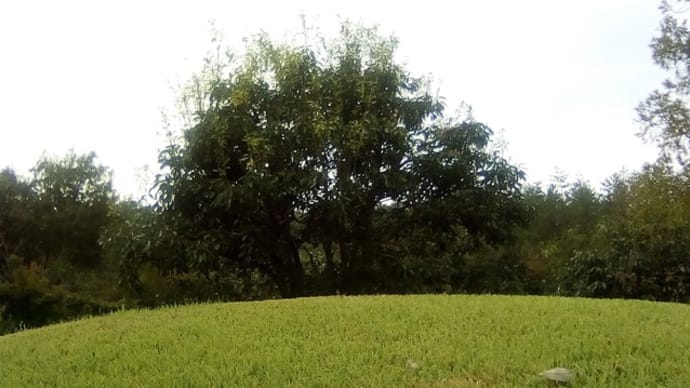 アラカシ（日本庭園主庭の芝の中央側）の剪定