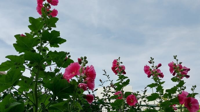 梅雨入りまで秒読み?