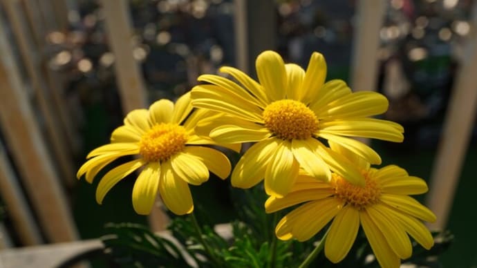 秋～春の花：ユリオプスデージー’ボビー’