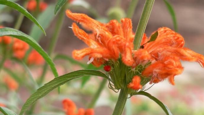 秋～冬の花：火焔着せ綿