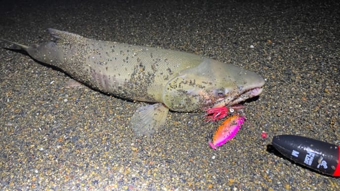 もう2度とないかもしれない鮭釣り大爆釣の第7戦目その②