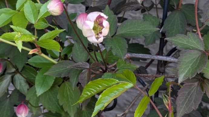 蕾がほころび始めました。