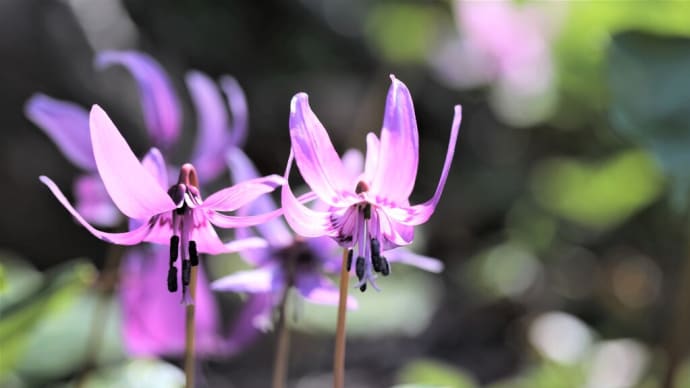 カタクリの花や延齢草