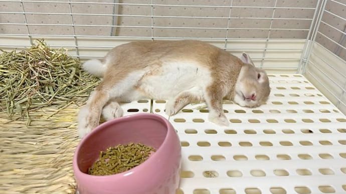 もうアカン。