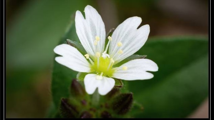 暇つぶしの花散策