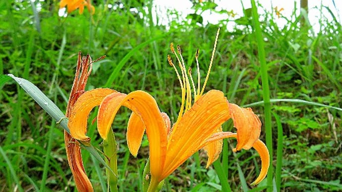 散歩途中の野草花、ノカンゾウ、ヤブカンゾウ、ニガクサ、キツリフネ、他。