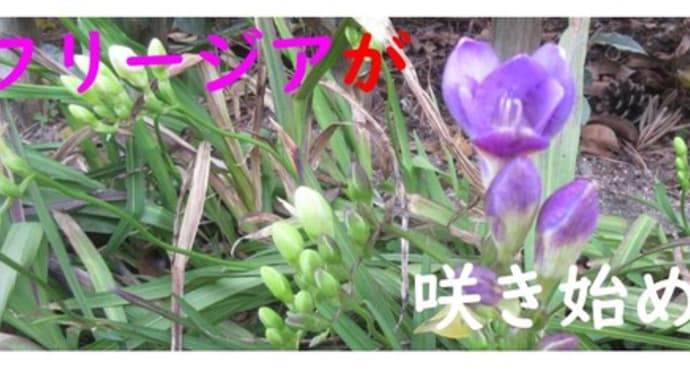 フリージア（菖蒲水仙（しょうぶすいせん））＠花咲き始めましたよ🤩