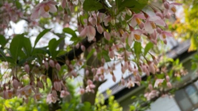エゴの花が咲いた朝は