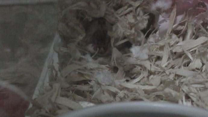 「現場にハトは一匹もいない」って?