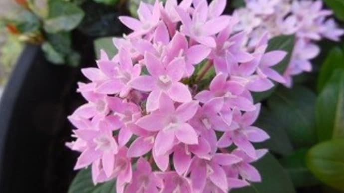 9、花散里 ①