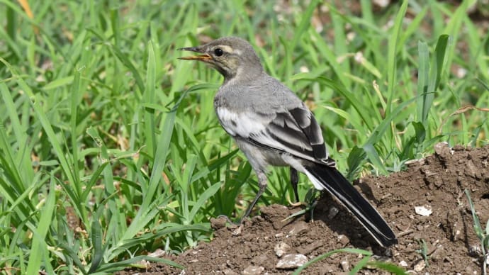 ハクセキレイの幼鳥 独り立ち 口を空けてひたすら歩く姿