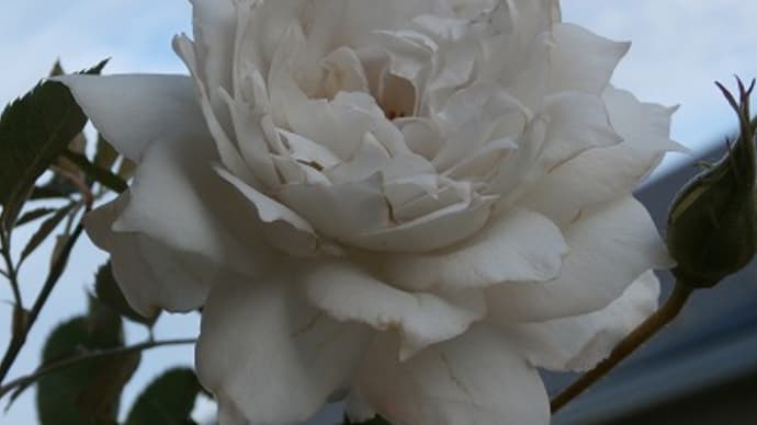 今年最後の?白い薔薇たち♬心も暖かプレゼントとパワーチャージ!