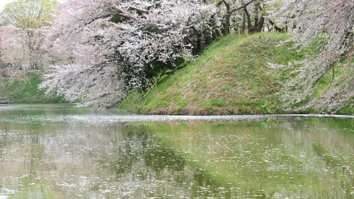 城下町の桜、花筏となごりの花。