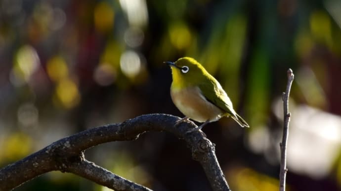 窓から鳥撮り・・・