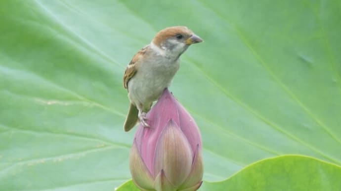 白鷺公園の蓮の花(2022年6月25日)LUMIX DMC FZ1000