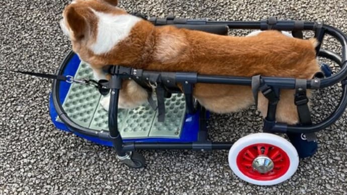 犬用車椅子改造