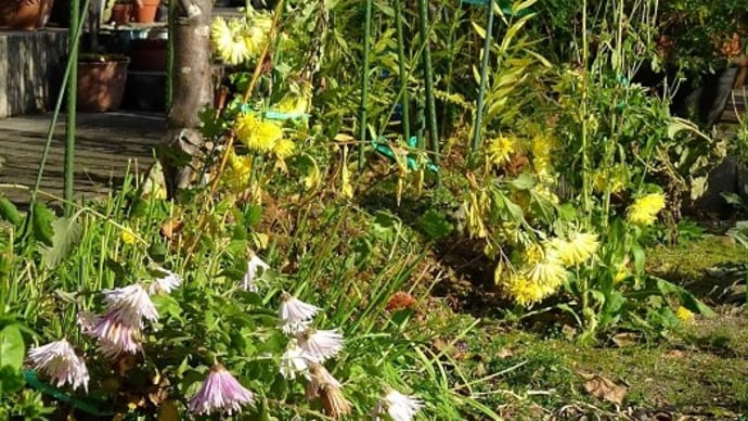 家庭菜園 2023(18)「食用菊 」