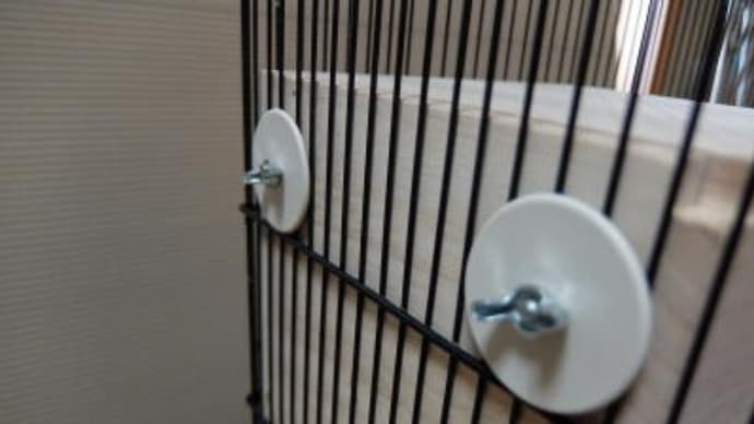 春の繁殖 巣掛け始めました。