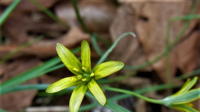 キバナノアマナ(黄花甘菜)・ヒメニラ(姫韮)・ヨゴレネコノメ(汚猫目)・ヤマルリソウ(山瑠璃草)・高尾の虫たち・俳句鑑賞