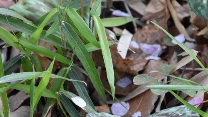 清水山の森 カタクリが一面に咲いています 11