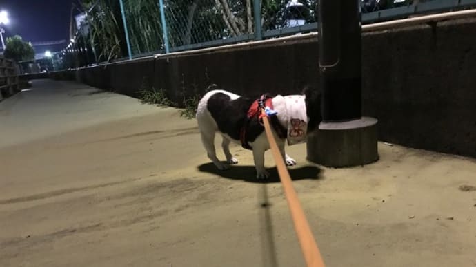夜散歩始めました