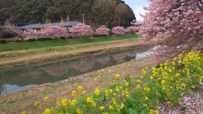 河津桜とみなみの桜🌸2月14日