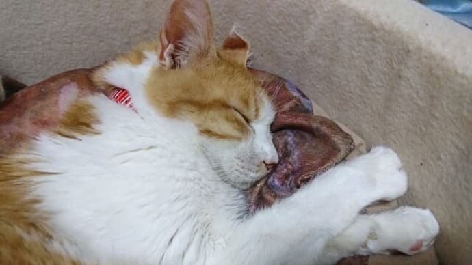 4月26日(火) 猫の麦とごまの日常日記